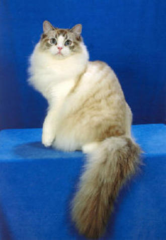 Echoglen ragdolls cheap